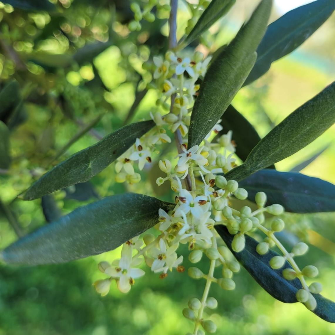 greece_olive_flowers